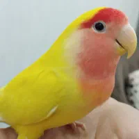 دو عدد کوتوله برزیلی نر دستی