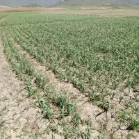 زمین کشاورزی آبی