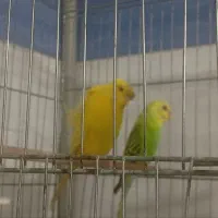 مرغ عشق خارجی