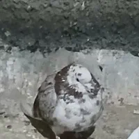 ۸تاکفتر پرشی خوش خال سودار۱ملیون|پرنده|مشکیندشت, |دیوار