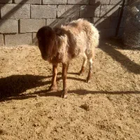 گوسفند|حیوانات مزرعه|کرمانشاه, |دیوار