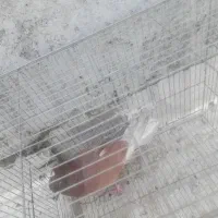 کفتر نر سرخ|پرنده|نجف‌آباد, یزدانشهر|دیوار