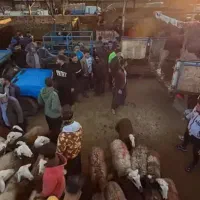 بازآر دآم گوسفند نروماده بدون ذره ای شکم|حیوانات مزرعه|مشهد, نوید|دیوار