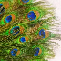 پر طاووس هندی