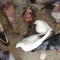 ۱۲ عدد پرشی یجا ۲ تومن