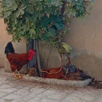 4عدد مرغ تخمگذار وسرحال 1 عددخروس|حیوانات مزرعه|ایوان, |دیوار