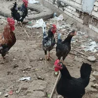 سلام.مرغ.خروس.غاز|حیوانات مزرعه|شادگان, |دیوار