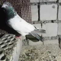 کفتر|پرنده|ایرانشهر, |دیوار