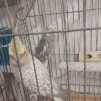 عروس هلندی|پرنده|مهدی شهر, |دیوار