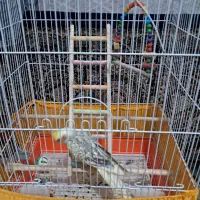 عروس هلندی.|پرنده|پاکدشت, پاکدشت (مامازند)|دیوار