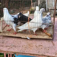 کبوترخوشگل پرشی نر وماده بالغ سالم سرحال|پرنده|صومعه‌سرا, |دیوار