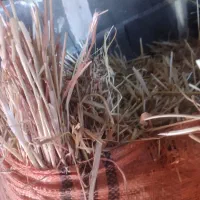 پخل گندم و علف زعفران|لوازم جانبی حیوانات|بوژگان, |دیوار