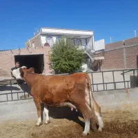 گاو و گوساله|حیوانات مزرعه|چهاربرج, |دیوار