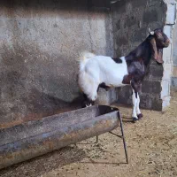 دوتا کهره نر