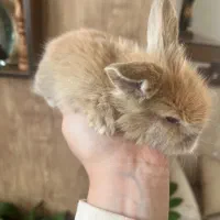 بچه خرگوش لوپ|موش و خرگوش|کرمان, |دیوار