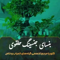 بنسای جنسینگ در مدل ها و سایز های متفاوت درگلوریا