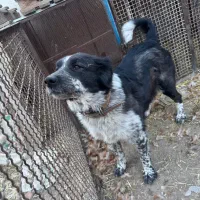 ماده سگ جوان