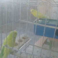 مرغ عشق|پرنده|لالی, |دیوار