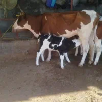 فروش گاو گوساله نر