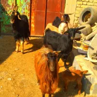 فروش بز پازن ترکی داشتی