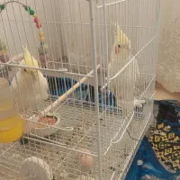 عروس هلندی مولد درجه یک|پرنده|تربت‌حیدریه, آغوی|دیوار