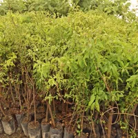 نهال انار، انجیر، توت