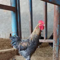 خروس