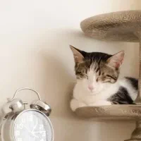 واگذاری گربه