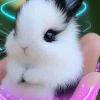 معاوضه خرگوش با هر چی به دردم بخوره