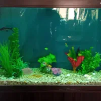 آکوریوم وماهی