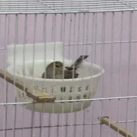 جفت قناری|پرنده|بیرجند, |دیوار