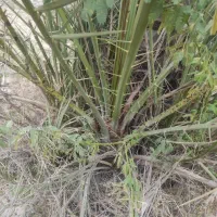 فروش پاجوش دمیت نخل کبکاب آماده ی کاشت