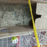 کوتوله برزیلی نر و ماده مولد|پرنده|اصفهان, منتظرالمهدی|دیوار