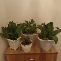 گل سانسوریا قاشقی و هاورتیا|گل و گیاه طبیعی|سهند, |دیوار