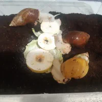 حلزون تخم گذار