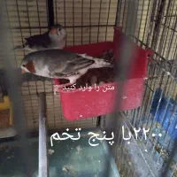 فنچ نرگسی پنگونی|پرنده|رباط‌کریم, شترخوار|دیوار