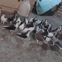 ۳۰عدد کفتر ساده