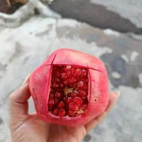 فروش انار شیراز ب صورت عمده