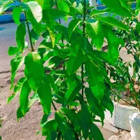 فروش انواع گلهای طبیعی شاخه بوته نهال انبه زیتون