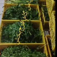 ‌پخش عمده سبزی پاک شده