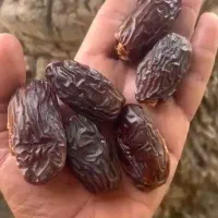 پاجوش نخل مجول مراکشی