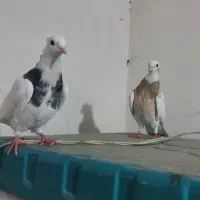 کبوتر|پرنده|کرمانشاه, |دیوار