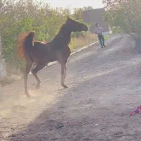 مادیون