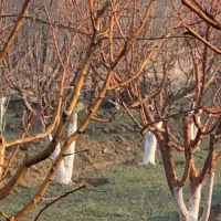 فروش-یا-تهاتر-زمین-در-آبگرم-قزوین