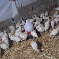 ۹۰ عدد بوقلمون