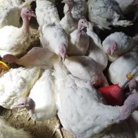 فروش بوقلمون زنده هرکدام 1/500/000|حیوانات مزرعه|سیرجان, |دیوار