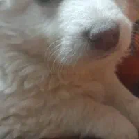 توله پشمالو