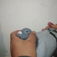 کبوتر پلاکی  مسافتی عراق|پرنده|سنندج, |دیوار