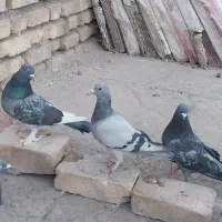 کبوتر پلاکی