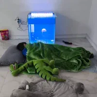 آکواریوم تکثیر دیسکس